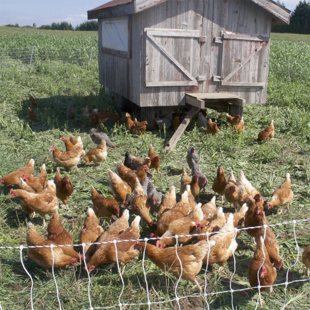 chickens pecking in a field with a shed in the background