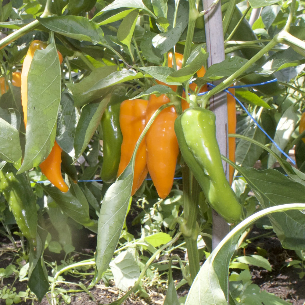 close up of chile peppers growing