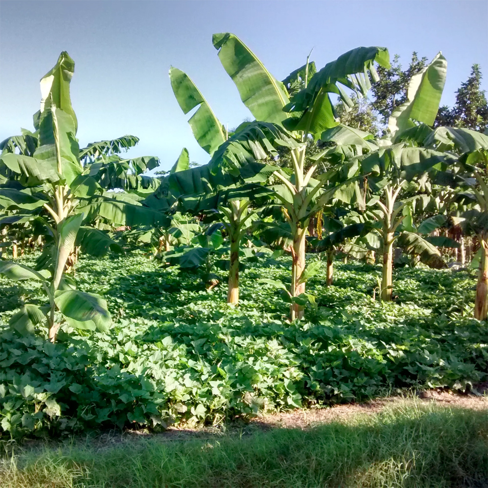 tropical plants growing outside