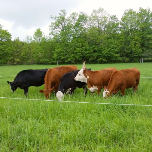 cows in a field