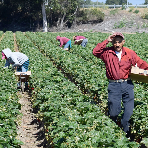 temporary foreign workers in a field of strawberries