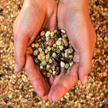 close up photo of cupped hands holding a variety of seeds