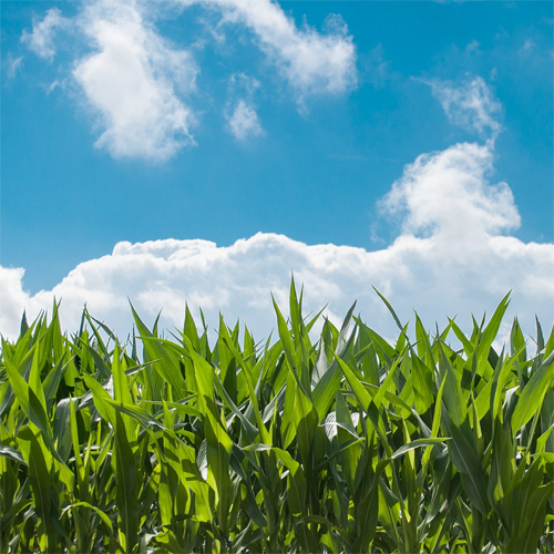 corn stalks growing in a field with a blue sky