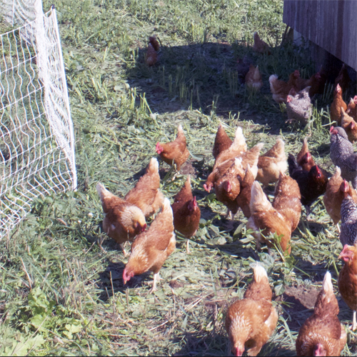 chickens pecking in the ground