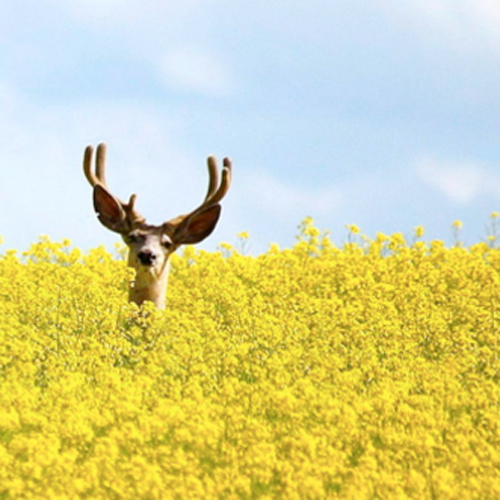 deer head with antlers poking up from a field of yellow plants